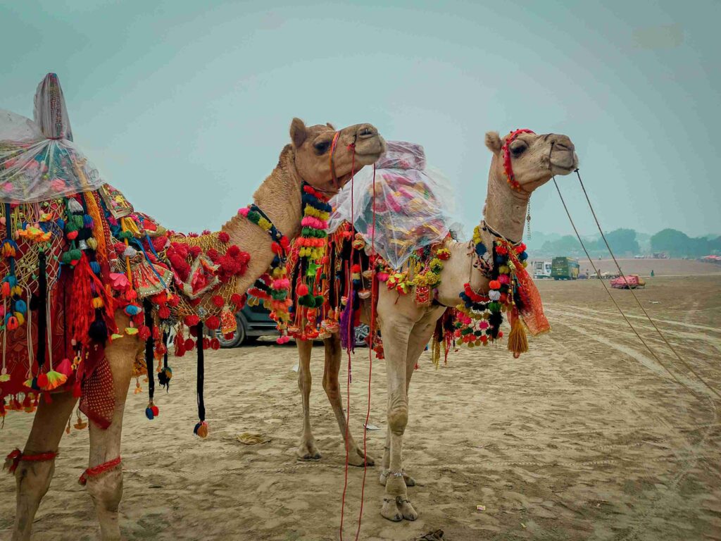 a pair of camels with colorful decorations