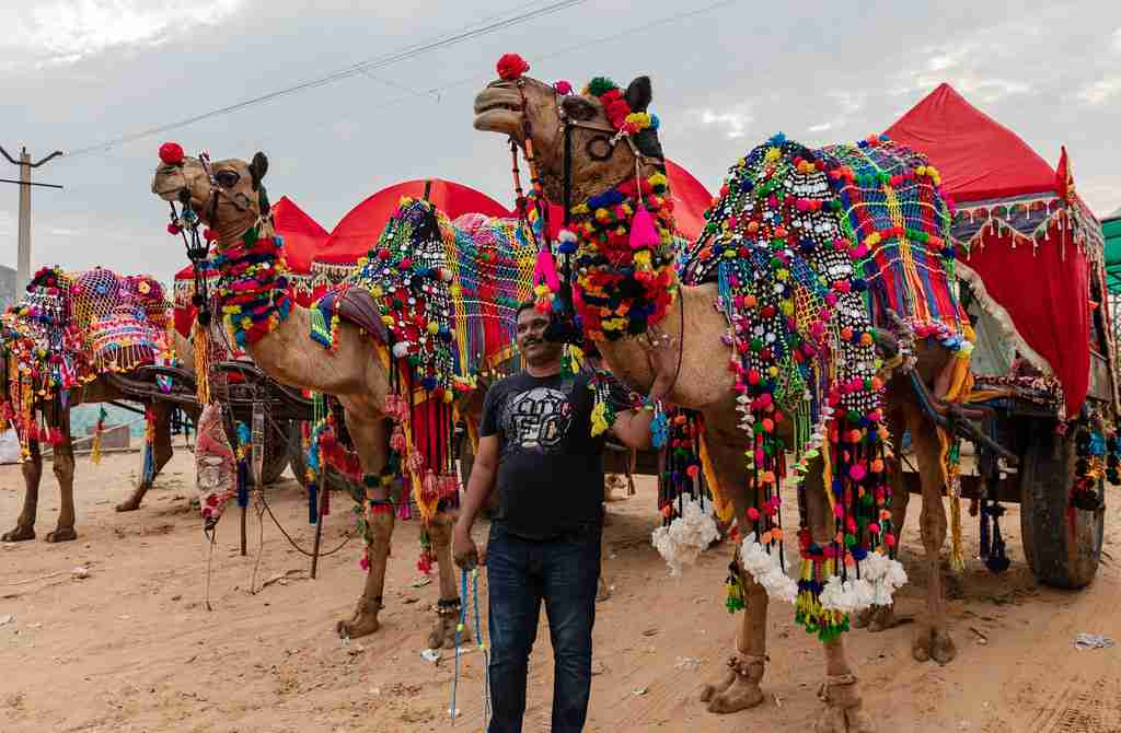 a man standing next to a group of camels