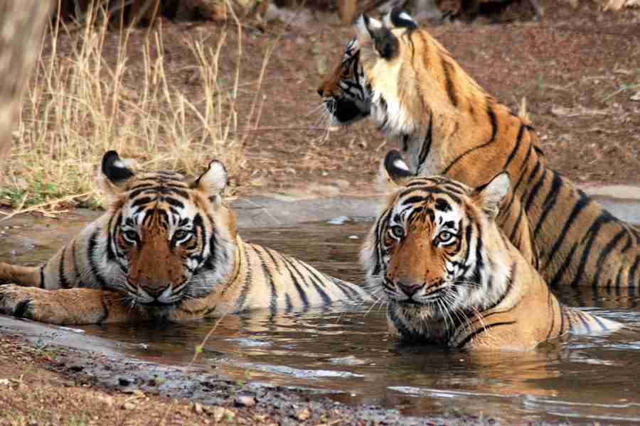 a group of tigers in a pond