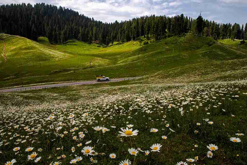 a field of daisies and a road