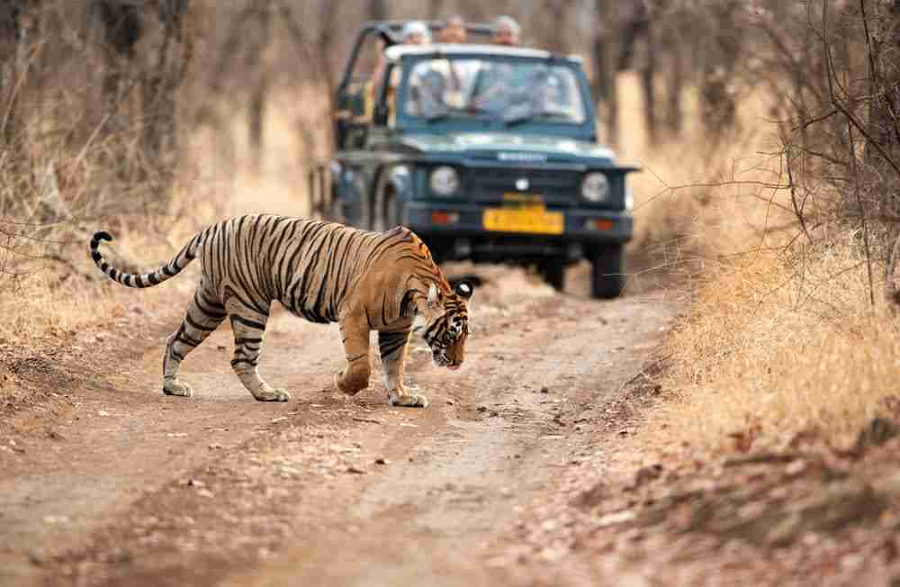 a tiger walking on a dirt road with people in the background