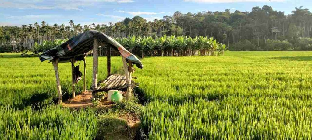 a hut in a field of rice