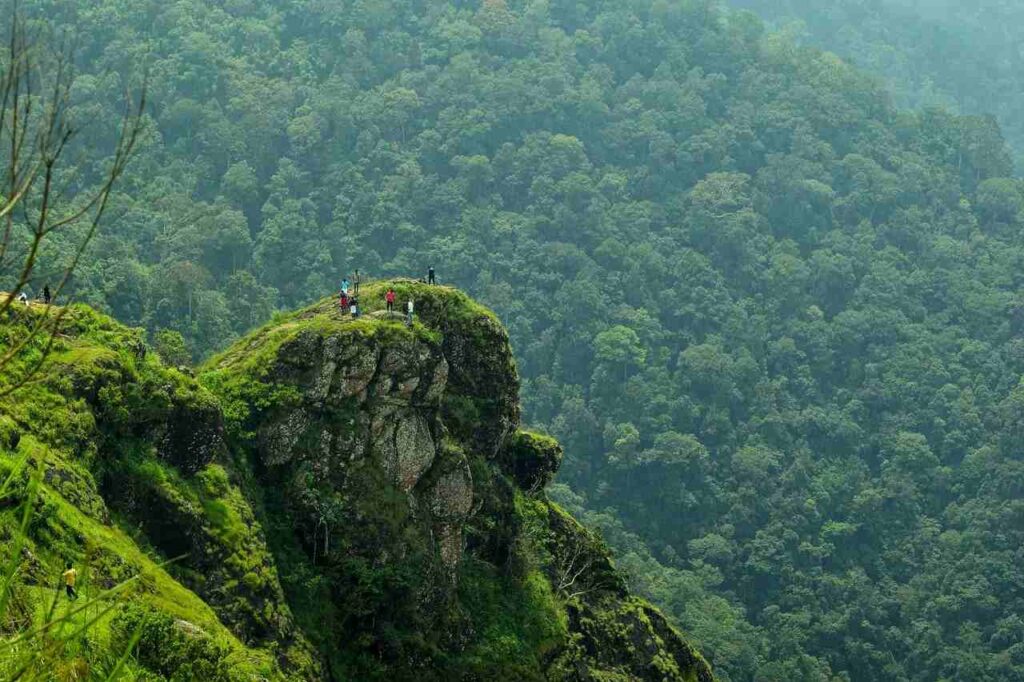 people standing on a cliff above a forest
