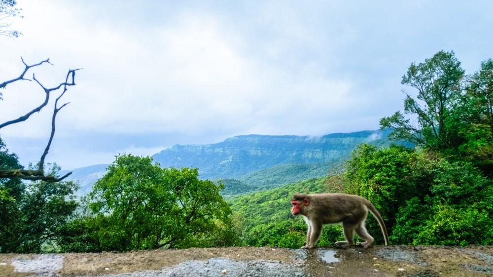 a monkey walking on a rock in Mahabaleshwar Ghats