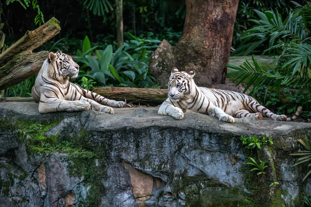 two white tigers lying on a rock