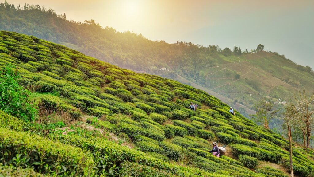 darjeeling west bengal packages