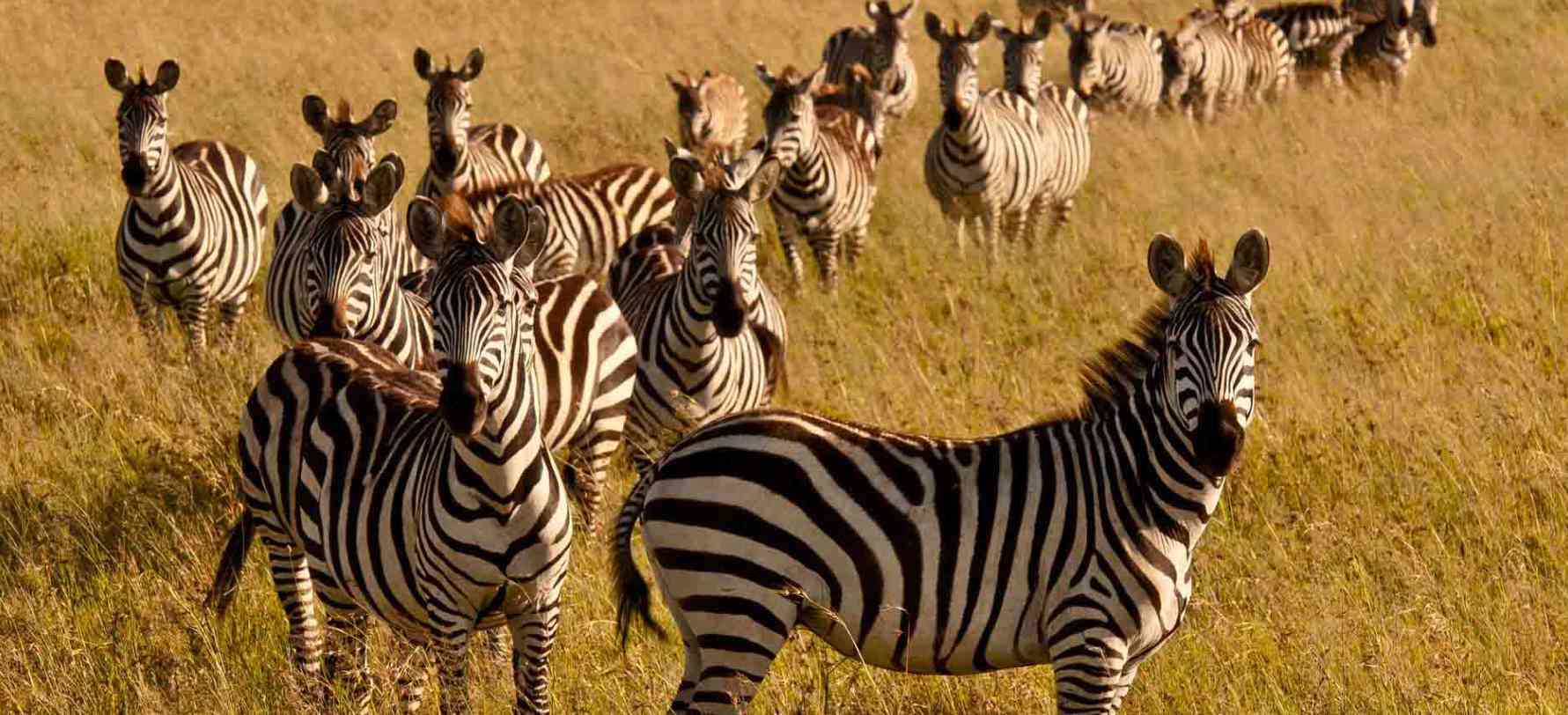 kenya tour packages from india