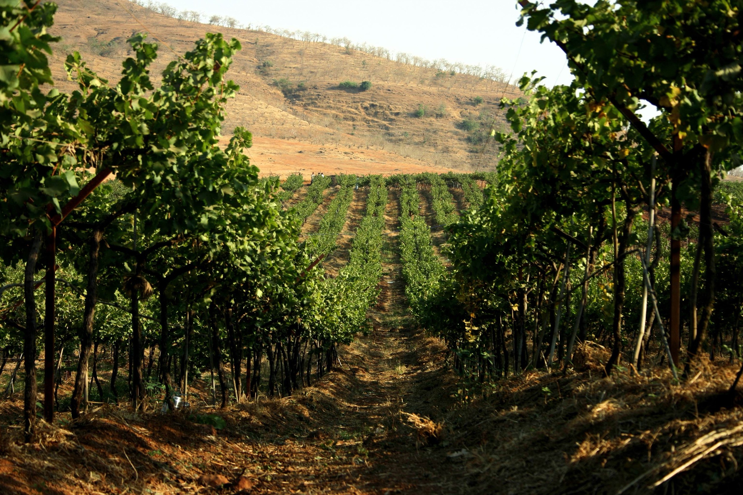 Vineyards on the Sula estate at Nashik